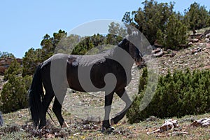 Lone black stallion wild horse on mineral lick hillside on Pryor Mountain in the western USA photo