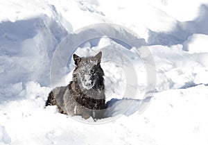 A lone Black wolf Canis lupus isolated on white background sitting with a snow covered face in the winter snow in Canada