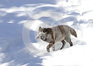 A lone Black wolf Canis lupus isolated on white background walking with a snow covered face in the winter snow in Canada