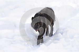 A lone Black wolf (Canis lupus) isolated on white background walking in the winter snow in Canada