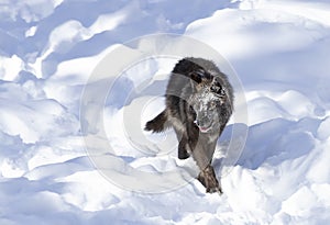 A lone Black wolf Canis lupus isolated on white background walking in the winter snow in Canada