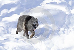 A lone Black wolf (Canis lupus) isolated on white background walking in the winter snow in Canada