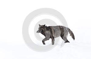 A lone Black wolf (Canis lupus) isolated on white background walking in the winter snow in Canada