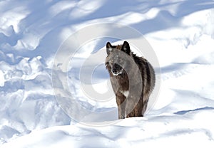 A lone Black wolf (Canis lupus) isolated on white background walking in the winter snow in Canada