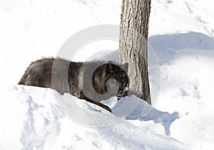 A lone Black wolf (Canis lupus) isolated on white background walking in the winter snow in Canada