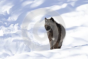 A lone Black wolf (Canis lupus) isolated on white background standing in the winter snow in Canada