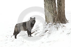 A lone Black wolf standing in the forest in Canada