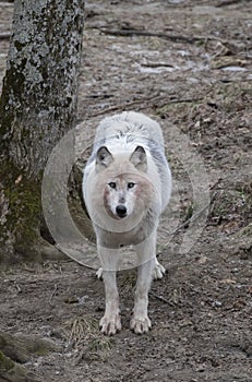 Lone Black wolf walking in winter in Canada