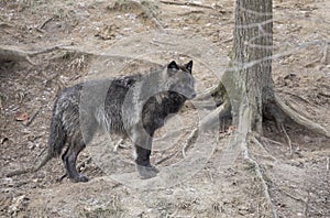 Lone Black wolf walking in winter in Canada