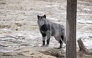 Lone Black wolf walking in winter in Canada