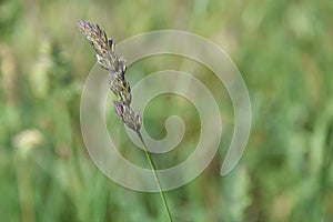 A lone blade of flowering grass on a meadow