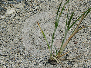Grass Growing in Sandy Environment