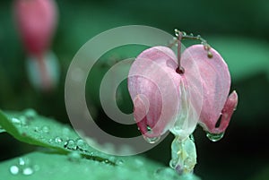 Lone bleeding heart