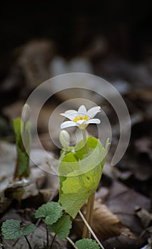 Lone Bloodroot in Bloom