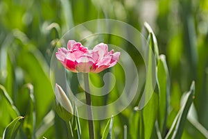 Lone bloomed pink tulip