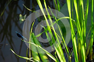 A lone blue dragonfly sits on a green blade of grass by the river. Wildlife scene in summer