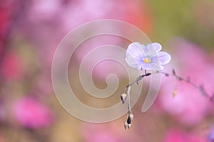 Lone blue flower on a pink background. Soft focus. photo