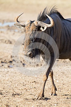 Lone Blue Wildebeest bull walking carefully across an open plain