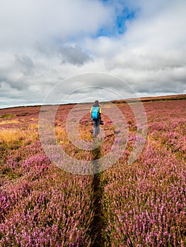 A lone boy hiking through a field of vibrant purple heather, on open moorland.