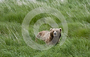 Lone Brown Bear standing in the grass