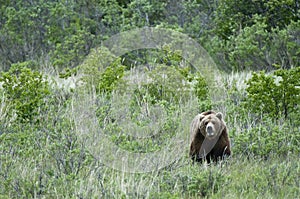 Lone Brown Bear standing in the grass