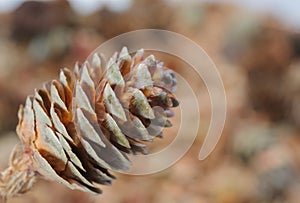 A lone brown fir cone close-up front view on the background of many cones