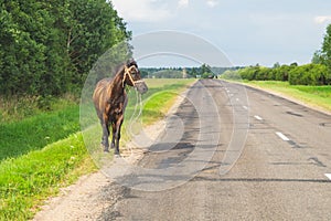 A lone brown horse crossing the road. runaway horse in the countryside