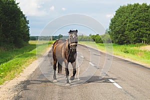 A lone brown horse crossing the road. runaway horse in the countryside