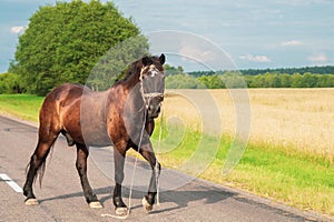 A lone brown horse crossing the road. runaway horse in the countryside