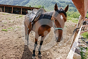 A lone brown horse stands tied to a fence