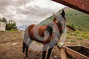 a lone brown horse stands tied to a fence