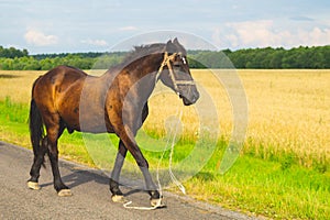 A lone brown horse walks along the road. runaway horse in the countryside