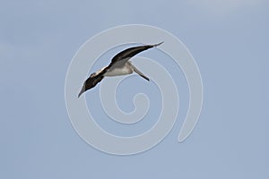 Lone Brown Pelican Flying In Blue Sky Wings Spread