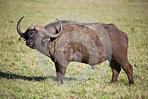 Lone Buffalo Bull