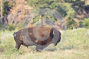 Lone buffalo bull