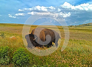 Lone Buffalo photo