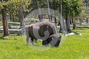 A lone buffalo eating grass in a meadow.