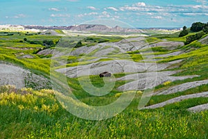 Lone Buffalo grazing in the Badlands of South Dakota, horizontal