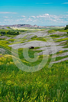 Lone Buffalo grazing in the Badlands of South Dakota, vertical