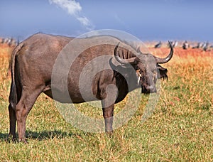 A lone Buffalo with ox peckers on his face in Bumi National Park, Zimbabwe