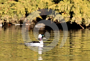 Lone Bufflehead Male Duck Swimming