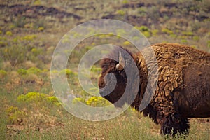 Lone Bull Bison Stands in Grass