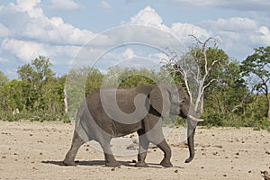 A lone Bull Elephant walking across the dry plains in Hwange National Park photo