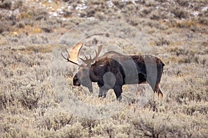 Lone bull moose in a grassy meadow in Grand Teton National Park