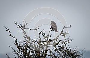 A lone Buzzard perching in a tree