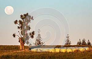 Lone Cabbage Tree with full moon, New Plymouth, New Zealand