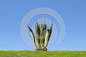 Lone Cactus