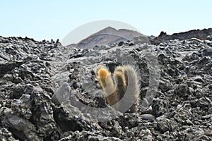 Lone cactus on a lava field