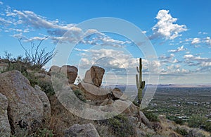 Lone Cactus On A Ridge Overlooking vally Floor Near Phoenix