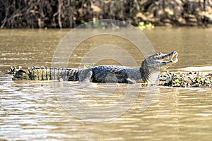 A lone caiman in the waters of the river Cuiaba in Pantanal.